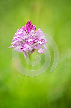 Pyramidal orchid, Anacamptis pyramidalis