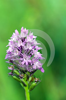 Pyramidal Orchid Anacamptis pyramidalis