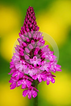 Pyramidal Orchid, Anacamptis pyramidalis, flowering European terrestrial wild orchid, nature habitat, detail of bloom, yellow back