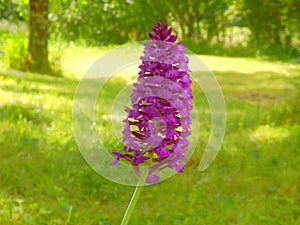 Pyramidal Orchid