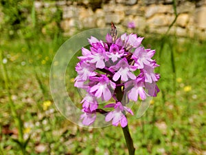Pyramidal Orchid