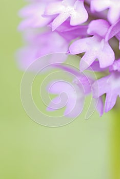 Pyramidal Orchid, Cornwall, UK