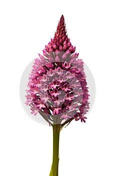 Pyramidal Orchid isolated on white - Anacamptis pyramidalis