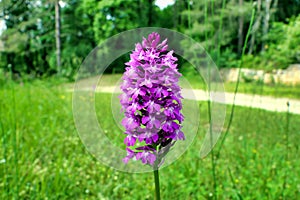 Pyramidal Orchid