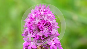 Pyramidal orchid on the UNESCO reserve Swabian Alb in Germany