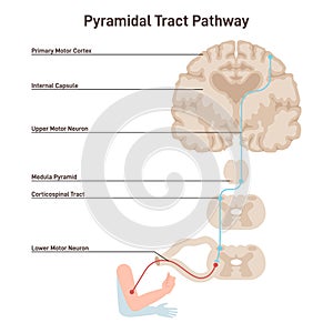 Pyramidal tract pathway. Somatic nervous system, voluntary control