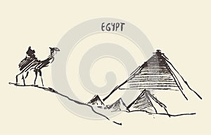 Pyramids camel Giza Cairo Egypt Vector.