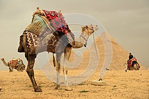 Pyramids and camels