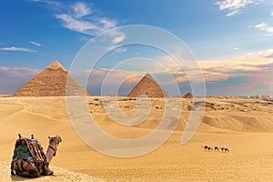The Pyramids and camels, beautiful Giza desert view