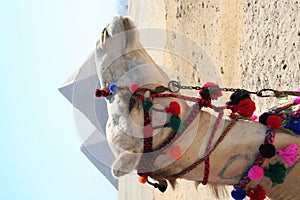 The pyramids in gaza photo