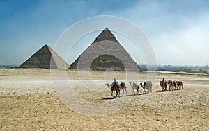Pyramids in Giza. Caravan of camels. Pyramids of Cheops, Chephren. Egypt