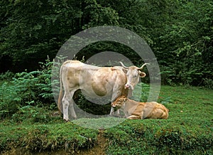 PYRENEAN CATTLE CALLED BLONDE DES PYRENEES, A FRENCH BREED, COW WITH CALF