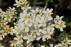 `Pyrenean Encrusted Saxifrage` flowers - Saxifraga Longifolia