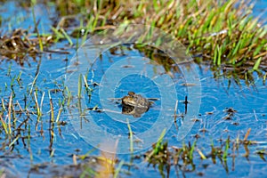 Pyrenean frog Rana Pyrenaica in Vall d Incles, Canillo, Andorra