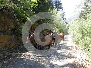 Pyrenean horses on a road