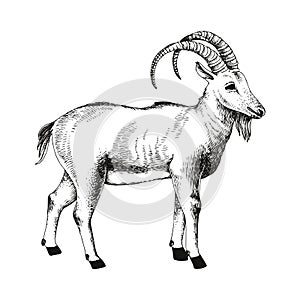 Pyrenean Ibex extinct animal sketch