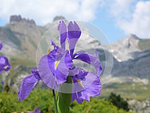 Pyrenean lily on a meadow over canfranc