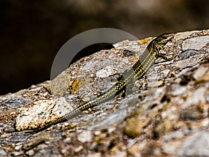 Pyrenean long-tailed lizard sunbathing on a rock