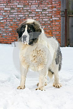 Pyrenean Mastiff