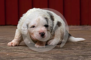 Pyrenean mastiff puppy 3 weeks