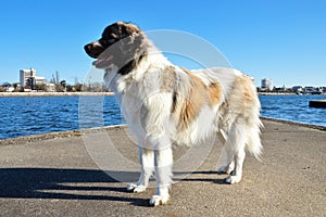 Pyrenean Mountain Dog