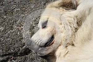 The Pyrenean Mountain Dog.