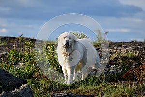 The Pyrenean Mountain Dog.