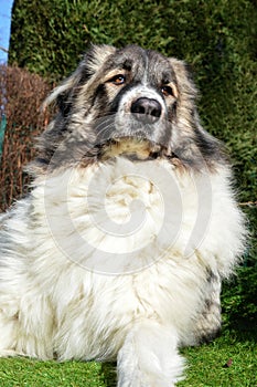 Pyrenean Mountain Dog