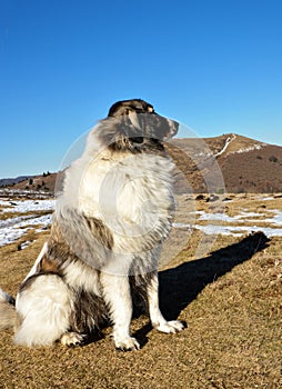 Pyrenean Mountain Dog