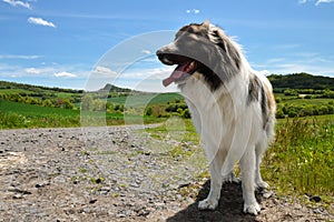 Pyrenean Mountain Dog