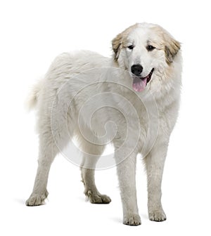 Pyrenean Mountain Dog or Great Pyrenees