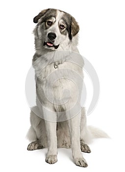 Pyrenean Mountain Dog, known as the Great Pyrenees