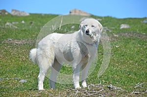 Pirenei montagna il cane 