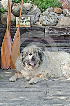 Pyrenean Mountain Dog resting on dock in summer