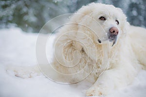 Pyrenean Mountain Dog on Snow photo