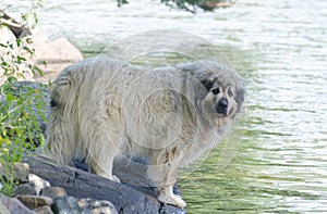 Pyrenean Mountain Dog standing by lake in summer