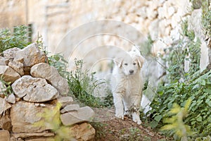 Pyrenean mountain puppy, patou