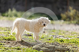 Pyrenean mountain puppy, patou