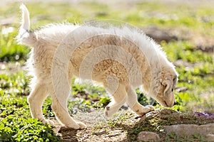 Pyrenean mountain puppy, patou photo