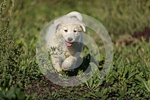 Pyrenean mountain puppy, patou photo