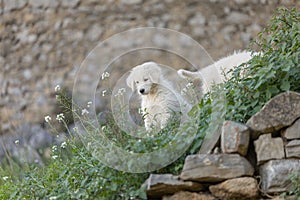 Pyrenean mountain puppy, patou, in the grass photo