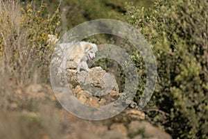 Pyrenean mountain puppy, patou, in nature