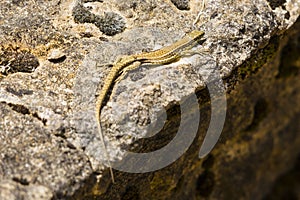 Pyrenean rock lizard (Iberolacerta bonnali) photo
