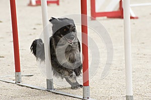 Pyrenean sheepdog in agility