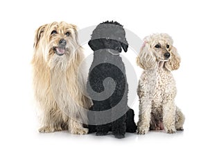 Pyrenean Sheepdog and poodles in studio