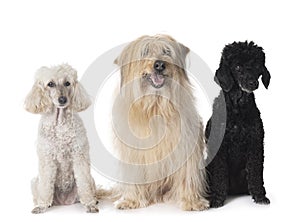 Pyrenean Sheepdog and poodles in studio