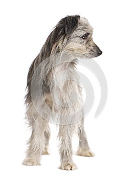 Pyrenean Shepherd (1 year)