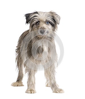 Pyrenean Shepherd (1 year)