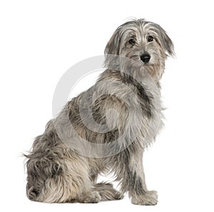 Pyrenean Shepherd dog, 7 months old, sitting photo