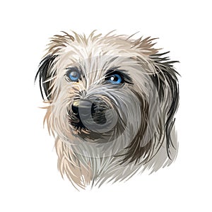 Pyrenean Shepherd dog portrait isolated on white. Digital art illustration for web, t-shirt print and puppy food cover design.